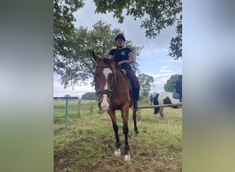 Irish Thoroughbred, Gelding, 16 years, 16,1 hh, Brown