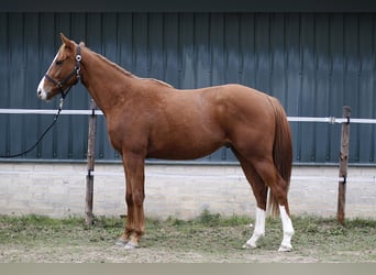Irish Thoroughbred, Gelding, 3 years, 15,2 hh, Sorrel