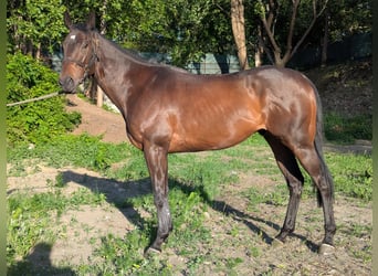Irish Thoroughbred, Gelding, 3 years, Bay-Dark
