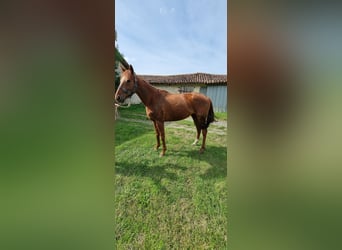 Irish Thoroughbred, Gelding, 4 years, 16 hh, Chestnut-Red