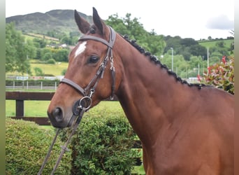 Irish Thoroughbred, Gelding, 5 years, 15.2 hh, Bay