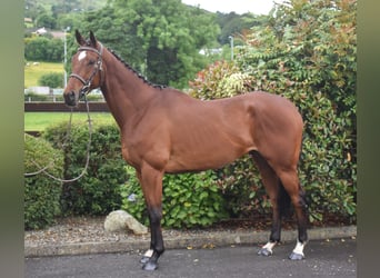 Irish Thoroughbred, Gelding, 5 years, 15.2 hh, Bay