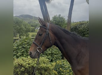 Irish Thoroughbred, Gelding, 5 years, 15.2 hh, Bay