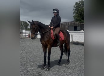 Irish Thoroughbred, Gelding, 5 years, 15.2 hh, Bay