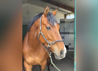 Irish Thoroughbred, Gelding, 5 years, 16.1 hh, Brown Irish Thoroughbred, Gelding, 5 years, 16.1 hh, Brown