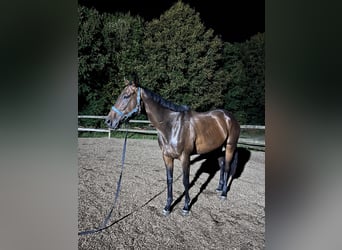 Irish Thoroughbred, Gelding, 5 years, 16.2 hh, Bay-Dark
