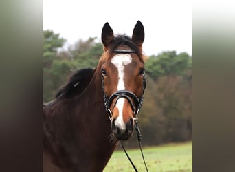 Irish Thoroughbred Mix, Gelding, 5 years, 16 hh, Brown