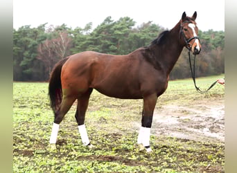 Irish Thoroughbred Mix, Gelding, 5 years, 16 hh, Brown