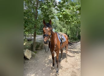 Irish Thoroughbred, Gelding, 5 years, Brown