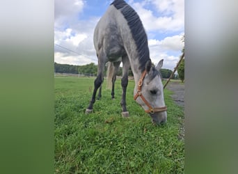 Irish Thoroughbred, Gelding, 6 years, 15.2 hh, Grey-Dapple Irish Thoroughbred, Gelding, 6 years, 15.2 hh, Grey-Dapple