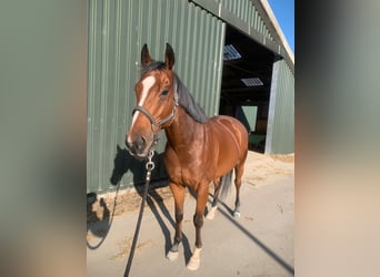 Irish Thoroughbred, Gelding, 6 years, 15,3 hh, Brown