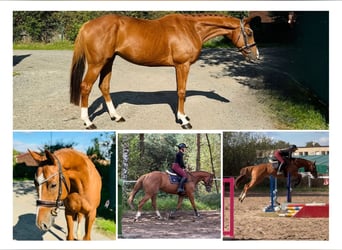 Irish Thoroughbred, Gelding, 6 years, 16,1 hh, Chestnut