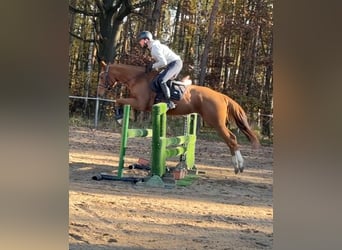 Irish Thoroughbred, Gelding, 6 years, 16,1 hh, Chestnut