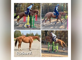 Irish Thoroughbred, Gelding, 6 years, 16,1 hh, Chestnut