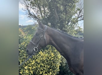 Irish Thoroughbred, Gelding, 6 years, 16 hh, Bay-Dark