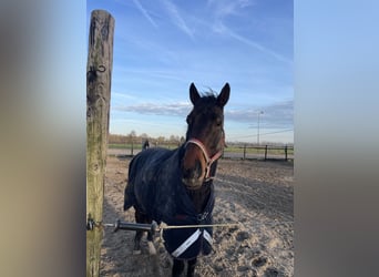 Irish Thoroughbred, Gelding, 6 years, 16 hh, Brown