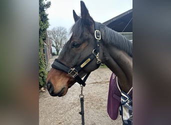 Irish Thoroughbred, Gelding, 6 years, 16 hh, Brown