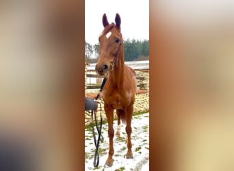Irish Thoroughbred, Gelding, 6 years, 16,1 hh, Chestnut