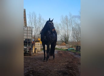 Irish Thoroughbred, Gelding, 7 years, 16.2 hh, Bay-Dark