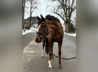 Irish Thoroughbred, Gelding, 7 years, 16,1 hh, Chestnut