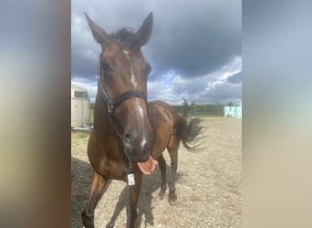 Irisches Vollblut, Wallach, 8 Jahre, 15,3 hh, Brauner