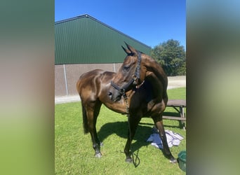 Irisches Vollblut, Wallach, 8 Jahre, 15,3 hh, Brauner