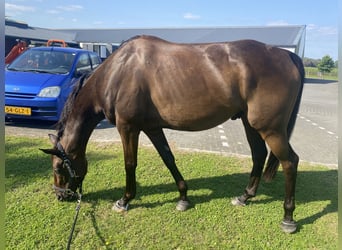 Irisches Vollblut, Wallach, 8 Jahre, 15,3 hh, Brauner