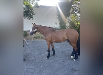 Irish Thoroughbred, Gelding, 8 years, 16,1 hh, Brown