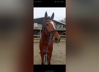 Irish Thoroughbred, Gelding, 8 years, 16,2 hh, Brown