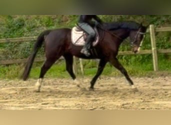 Irish Thoroughbred, Gelding, 8 years, 16 hh, Bay-Dark