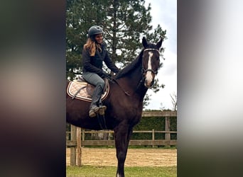 Irish Thoroughbred, Gelding, 8 years, 16 hh, Bay-Dark