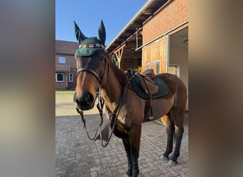 Irish Thoroughbred, Gelding, 8 years, 16 hh, Brown