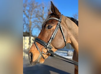 Irish Thoroughbred, Gelding, 8 years, 16,1 hh, Brown