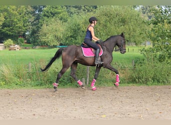 Irish Thoroughbred, Gelding, 9 years, 15,3 hh, Smoky-Black