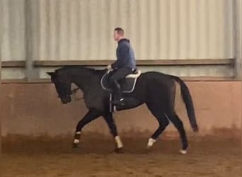 Irish Thoroughbred, Gelding, 9 years, 16,1 hh, Bay-Dark