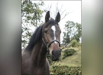Irish Thoroughbred, Gelding, 9 years, 16.2 hh, Bay-Dark