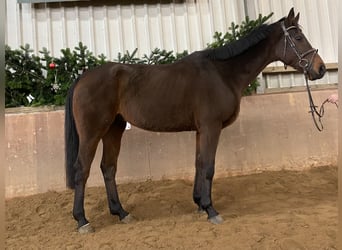 Irish Thoroughbred, Gelding, 9 years, 16,1 hh, Brown