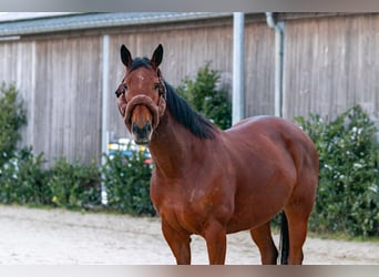 Irish Thoroughbred Mix, Mare, 10 years, 15,1 hh, Brown