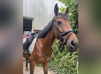 Irish Thoroughbred, Mare, 10 years, 16 hh, Brown