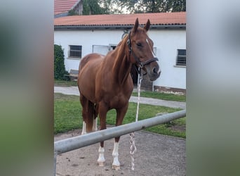 Irish Thoroughbred, Mare, 10 years, 16,1 hh, Chestnut-Red