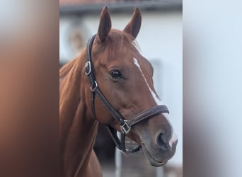 Irish Thoroughbred, Mare, 10 years, 16,1 hh, Chestnut-Red