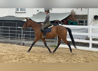 Irish Thoroughbred, Mare, 11 years, 16.1 hh, Brown