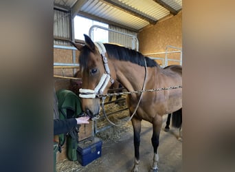 Irish Thoroughbred, Mare, 11 years, 16 hh, Brown