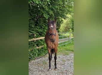 Irish Thoroughbred, Mare, 11 years, 16 hh, Brown