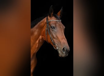 Irish Thoroughbred, Mare, 12 years, 15,2 hh, Brown