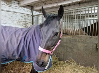 Irish Thoroughbred, Mare, 12 years, 16 hh, Bay-Dark