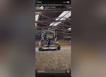 Irish Thoroughbred, Mare, 12 years, 16 hh, Bay-Dark