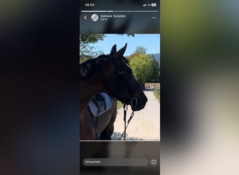 Irish Thoroughbred, Mare, 12 years, 16 hh, Bay-Dark