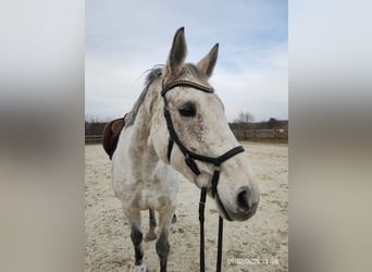 Irish Thoroughbred, Mare, 13 years, 16,2 hh, Gray-Dapple