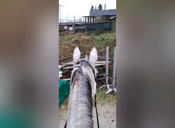 Irish Thoroughbred, Mare, 13 years, 16,2 hh, Gray